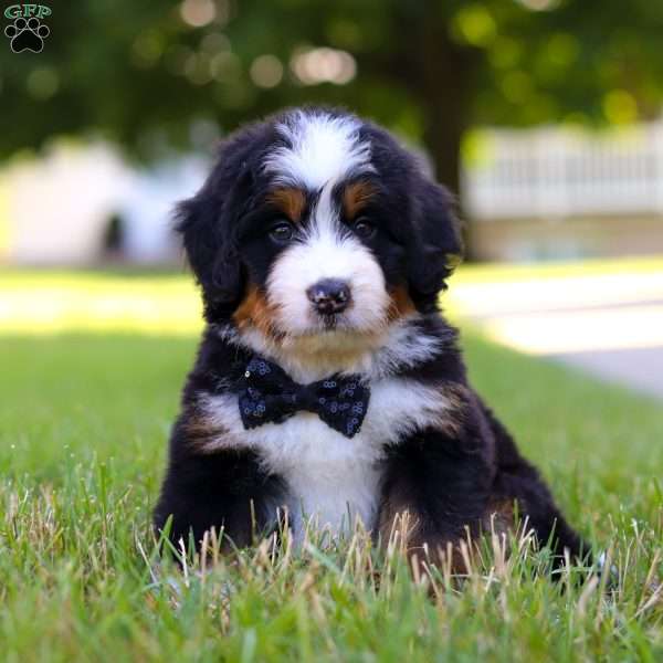 Rambo, Mini Bernedoodle Puppy